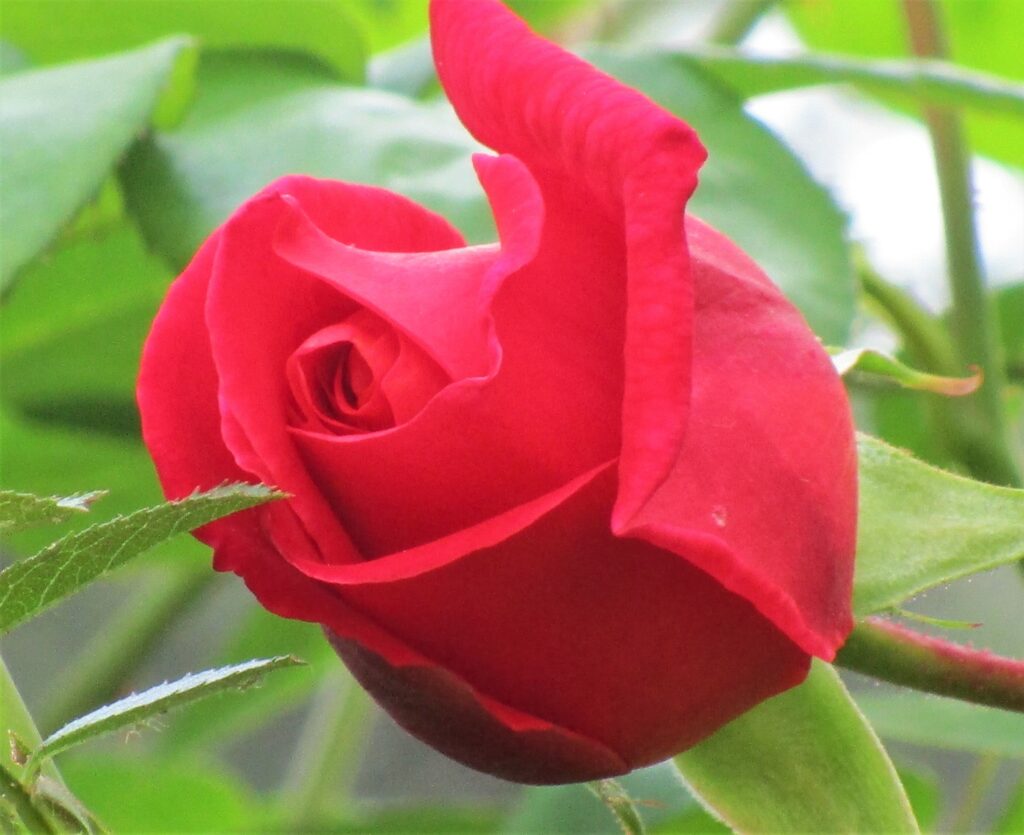 Rosa del jardín